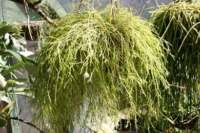 Rhipsalis Burchellii