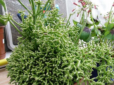 Rhipsalis Cereuscula