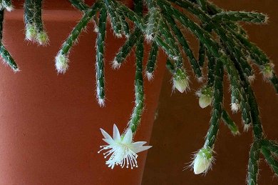 Rhipsalis Pilocarpa