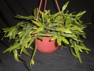 Rhipsalis Rhombea