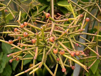 Rhipsalis Teres