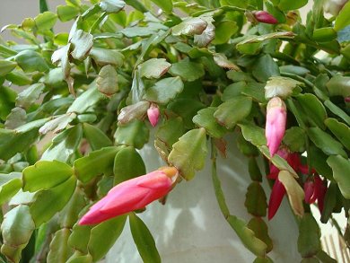 Schlumbergera Sp.