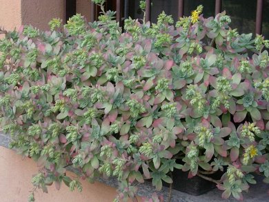 Sedum Compressum
