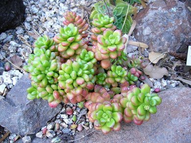 Sedum Lucidum