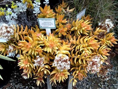 Sedum Nussbaumerianum