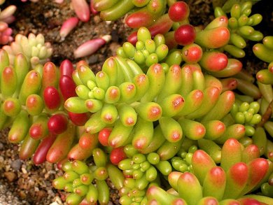Sedum Rubrotinctum