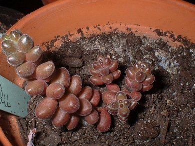 Sedum Stahlii