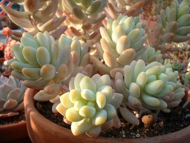Sedum Treleasii