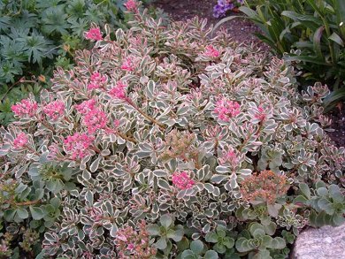 Sedum Tricolor