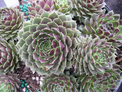 Sempervivum Arachnoideum