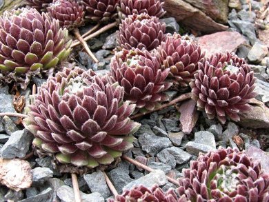 Sempervivum Candy Floss