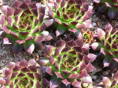 Sempervivum Caucasicum