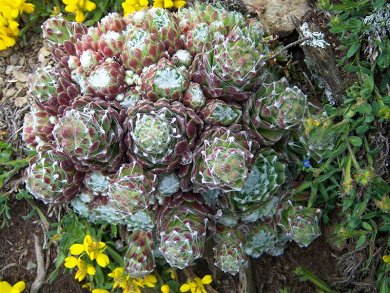 Sempervivum Italicum X Arachnoideum