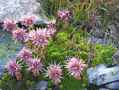 Sempervivum Montanum Carpathicum