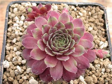 Sempervivum Pirenaicum