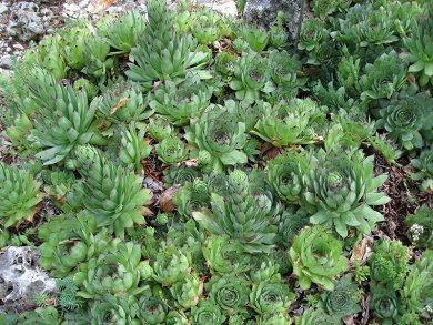 Sempervivum Tectorum
