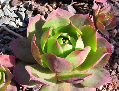 Sempervivum Wulfenii
