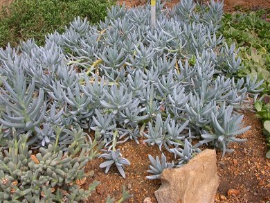 Senecio Serpens
