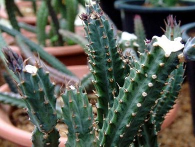 Senecio Stapeliaeformis