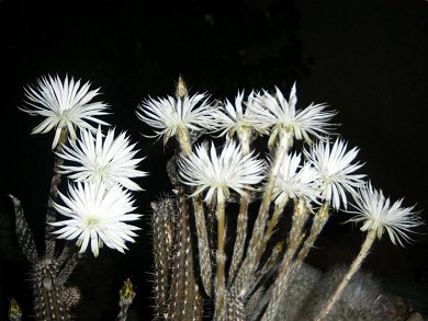 Setiechinopsis Mirabilis