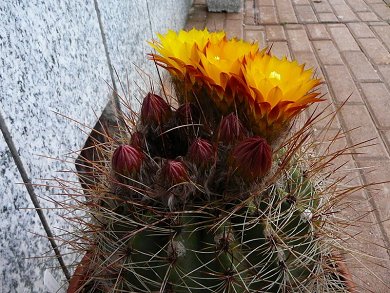 Soehrensia Formosa