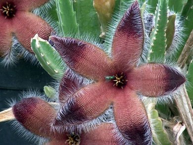Stapelia Desmetiana