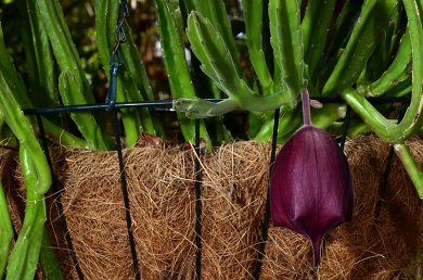 Stapelia Leendertziae