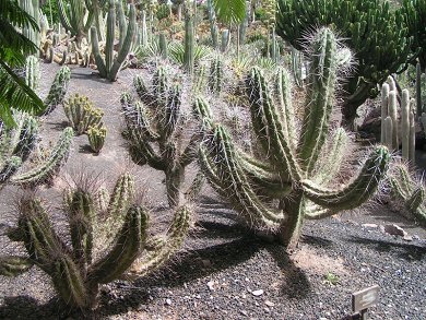 Stetsonia Coryne