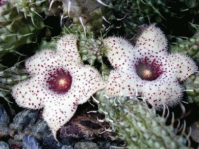 Strapelianthus Pilosus