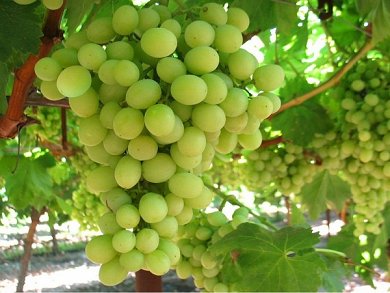 Superior Seedless