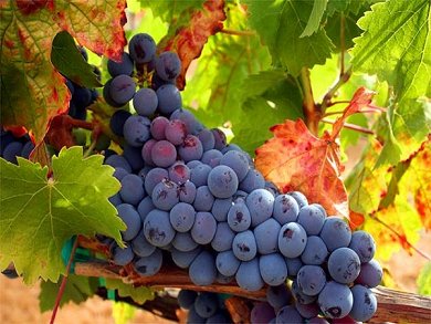 Tempranillo