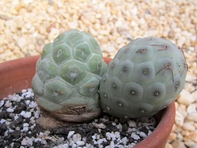 Tephrocactus Alexanderi v. Bruchii