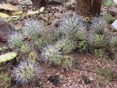 Tephrocactus Aoracanthus