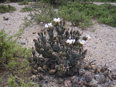 Tephrocactus Articulatus v. Oligacanthus