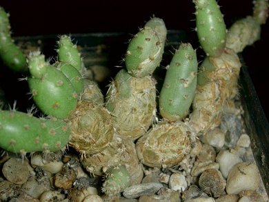 Tephrocactus Minor
