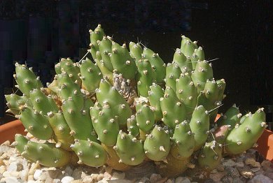 Tephrocactus Pentlandii
