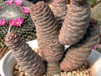 Tephrocactus Strobiliformis