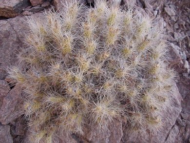 Tephrocactus Weberi