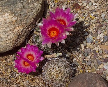 Thelocactus Bicolor
