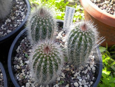 Thrixanthocereus Blossfeldiorum