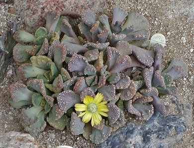 Titanopsis Calcarea