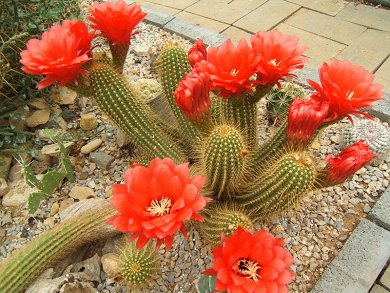 Trichocereus Huascha