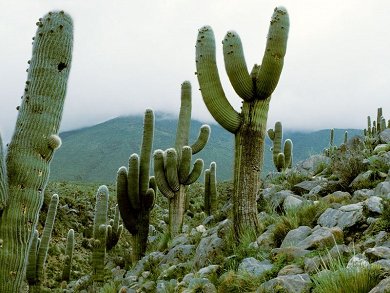 Trichocereus Pasacana