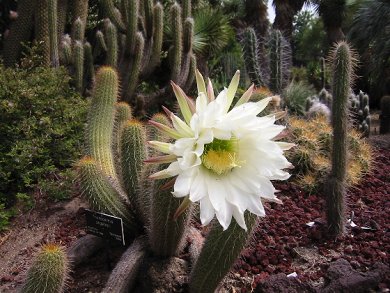 Trichocereus Spachianus