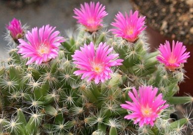 Trichodiadema Densum