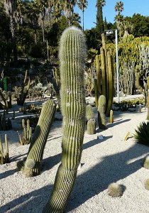 Weberbauerocereus Johnsonii