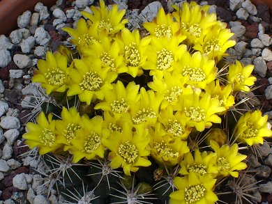 Weingartia Neocumingii