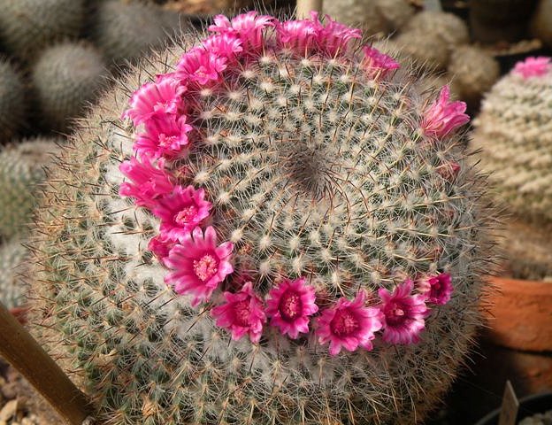 Mammillaria Klissingiana | fytopromitheytiki.gr