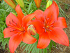 Βολβός Ασιατικό Λίλιουμ Lilium Asiatic Orange County