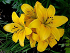 Βολβός Ασιατικό Λίλιουμ Lilium Asiatic Yellow County